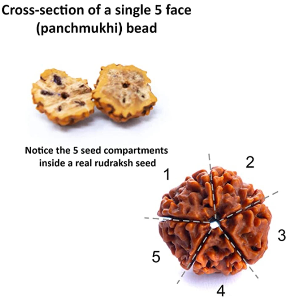 🕉️ Punchmukhi Rudraksha – Spirituelles Set aus Halskette & Armband